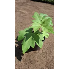 Tetrapanx papyrifera