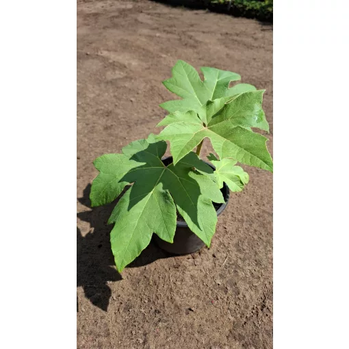 Tetrapanx papyrifera