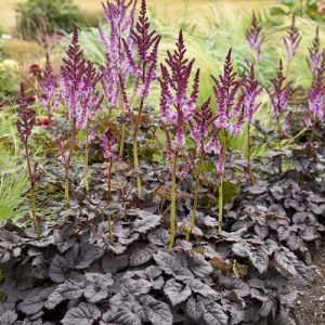 Astilbe Darkside of the Moon - Tollbuga