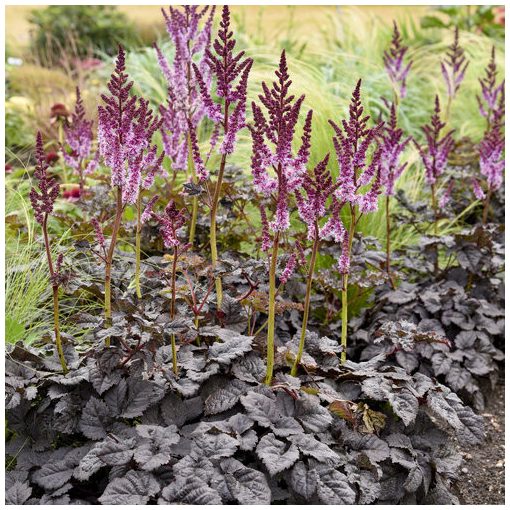 Astilbe Darkside of the Moon - Tollbuga