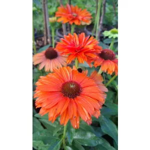 Echinacea Sunseekers Mineola - Kasvirág