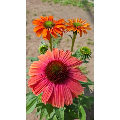 Echinacea Sunseekers Mineola - Kasvirág