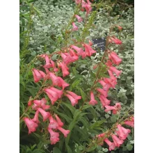 Penstemon Pennington Gem - Bugatölcsér