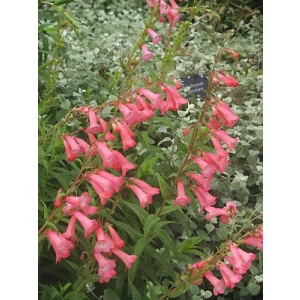 Penstemon Pennington Gem - Bugatölcsér