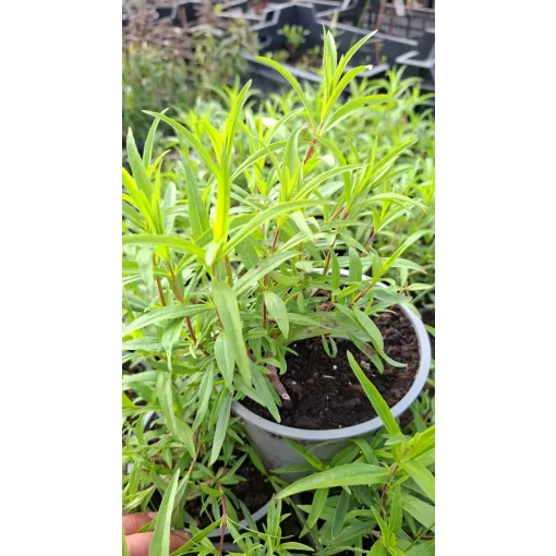 Penstemon Pennington Gem - Bugatölcsér