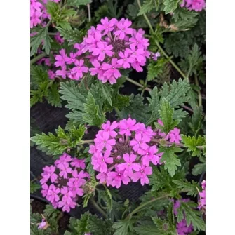 Vasfű (Verbena)