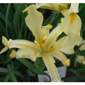 Iris orientalis Yellow - Keleti nőszirom