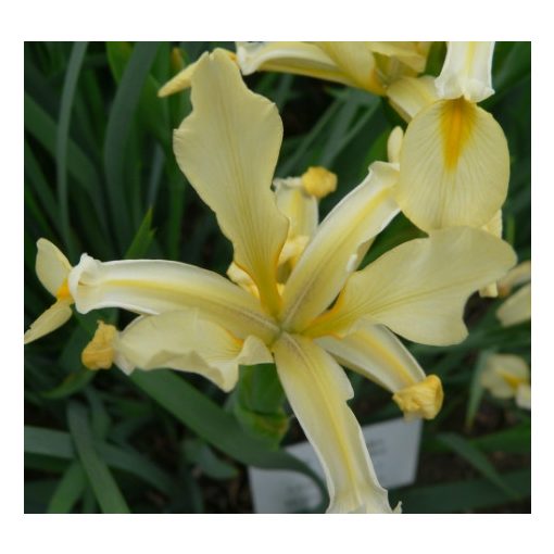 Iris orientalis Yellow - Keleti nőszirom