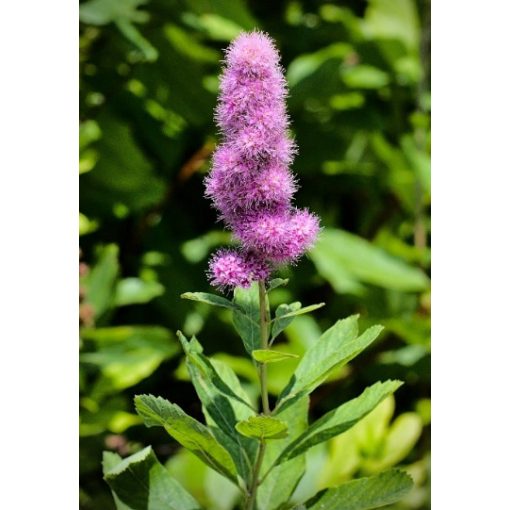 Spiraea salicifolia – Fűzlevelű gyöngyvessző