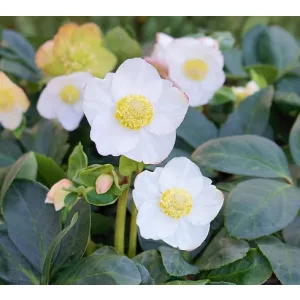 Helleborus niger Christmas Carol - Fekete hunyor