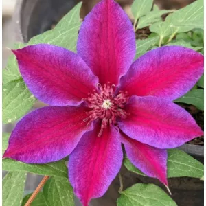 Clematis Akaishi - Klemátisz