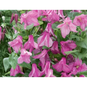 Clematis Aljonushka - Klemátisz