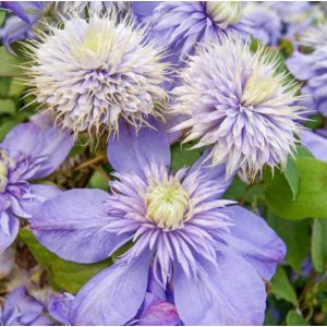 Clematis Blue Light - Klemátisz