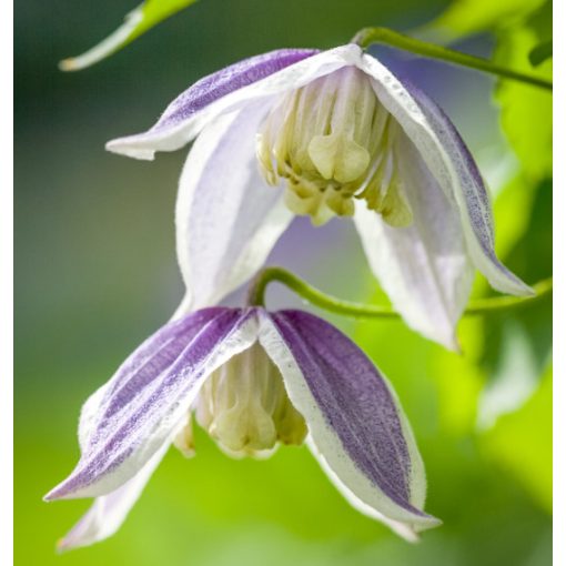 Clematis Blue Explipse - Klemátisz