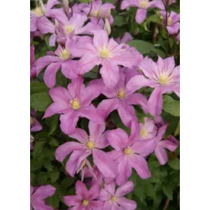 Clematis Comtesse de Bouchaud
