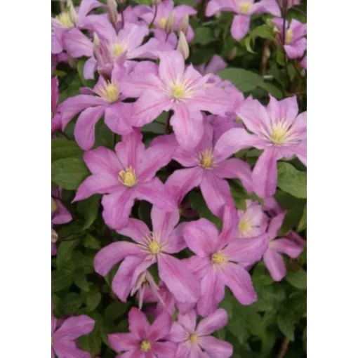 Clematis Comtesse de Bouchaud
