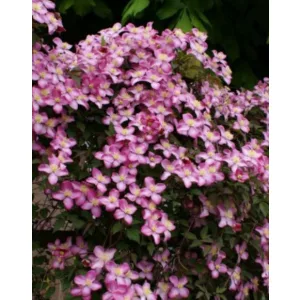 Clematis Freda