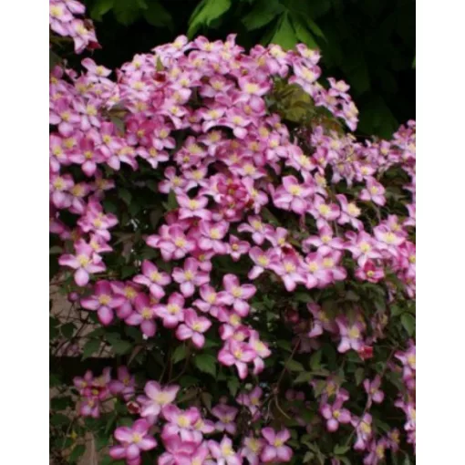 Clematis Freda