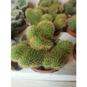 Weberbauerocereus johnstoni Cristata