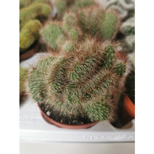 Kaktusz - cristata forma 2