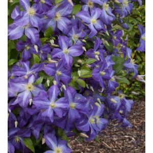 Clematis Jenny