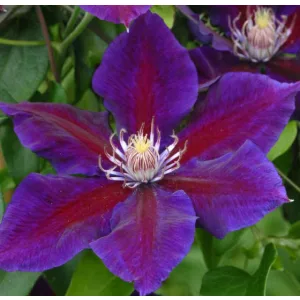Clematis Julka