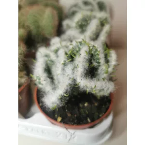 Kaktusz - cristata forma 3