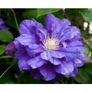 Clematis Kiri Te Kanawa