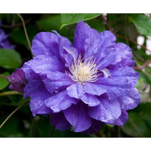 Clematis Kiri Te Kanawa  E