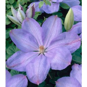 Clematis Mrs Cholmondeley