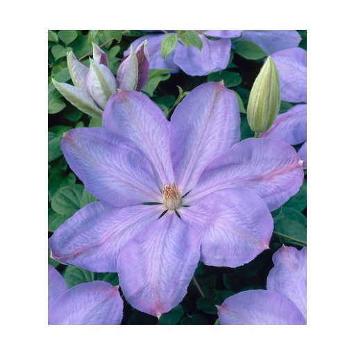 Clematis Mrs Cholmondeley