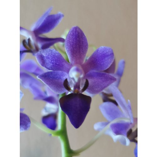 Doritaenopsis Purple Gem 'Aida'
