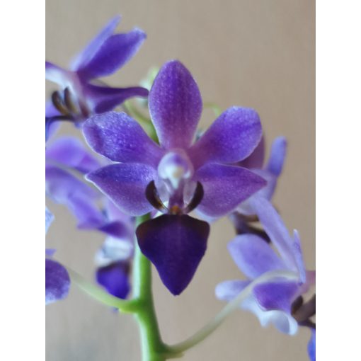 Doritaenopsis Purple Gem Aida