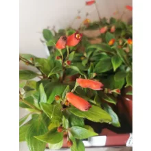 Peremvirág - Kohleria hirsuta