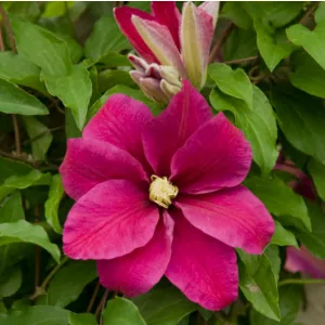 Clematis Sunset