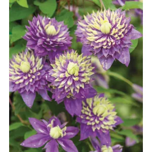 Clematis Taiga