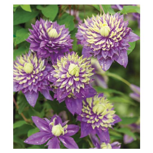 Clematis Taiga 