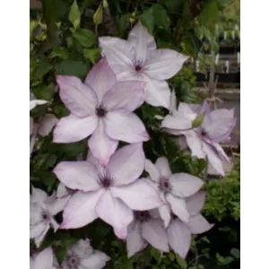 Clematis Utopia
