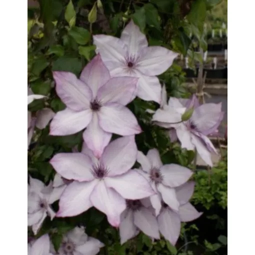 Clematis Utopia