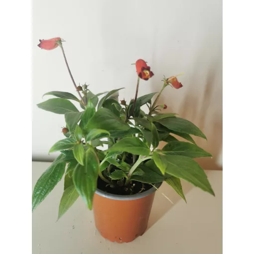 Peremvirág - Kohleria hirsuta