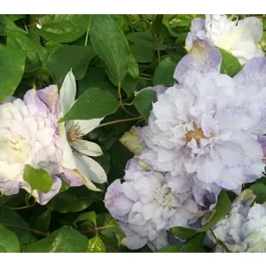 Clematis Veronica's Choice