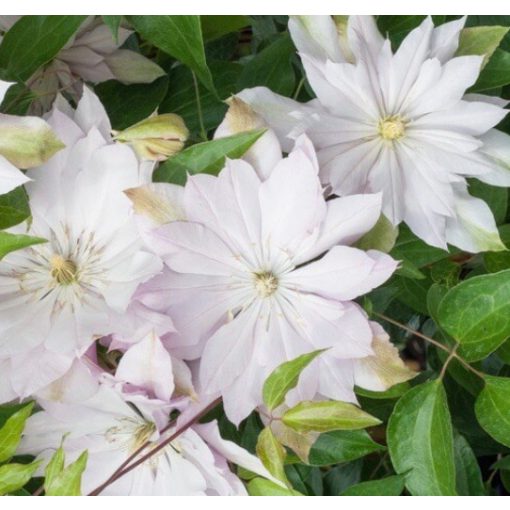 Clematis Violet Elizabeth