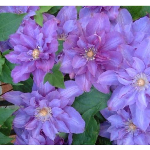 Clematis Vyvyan Pennell