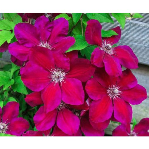 Clematis Westerplatte