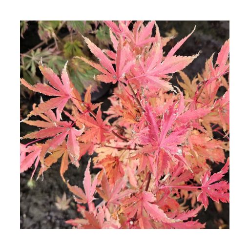Acer palmatum Anna-Irene (p19) - Japán juhar