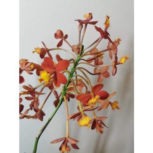Epidendrum ibaguense sp. 3