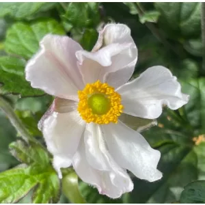 Anemone x hybrida Fantasy Elsa - Őszi szellőrózsa