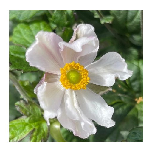 Anemone x hybrida Fantasy Elsa - Őszi szellőrózsa