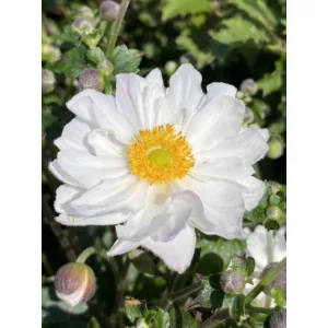 Anemone x hybrida Fantasy Rapunzel - Őszi szellőrózsa