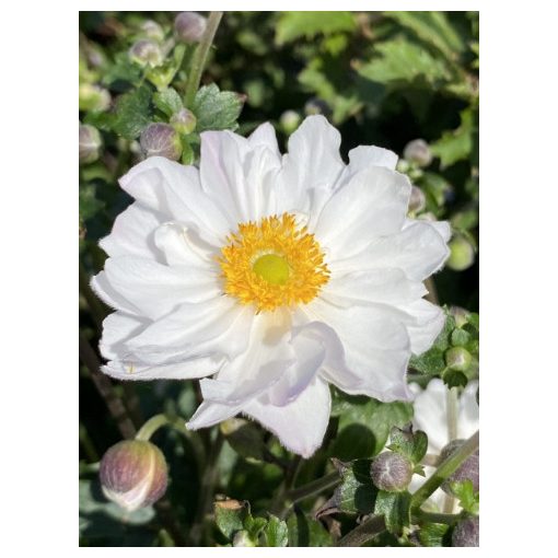 Anemone x hybrida Fantasy Rapunzel - Őszi szellőrózsa